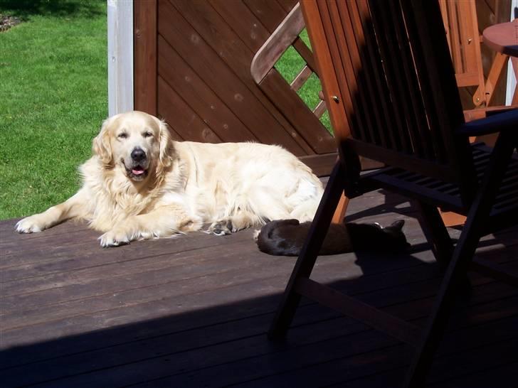 Golden retriever Snubbi (helius) billede 3