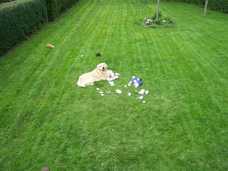 Golden retriever Snubbi (helius) billede 4