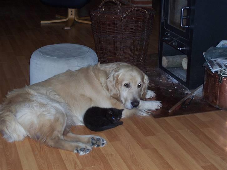 Golden retriever Snubbi (helius) billede 5