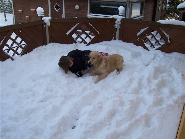 Golden retriever Snubbi (helius) billede 6