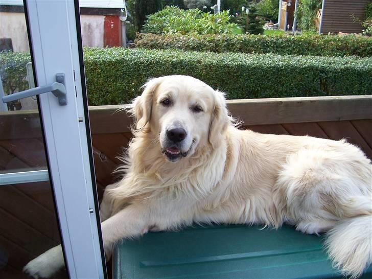 Golden retriever Snubbi (helius) billede 7