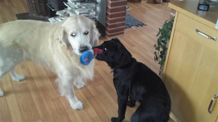 Golden retriever Snubbi (helius) - Snubbi og Blacky. billede 8