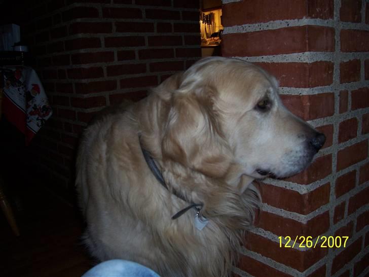 Golden retriever Snubbi (helius) billede 9