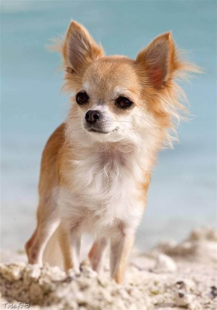 Chihuahua Shayla billede 1