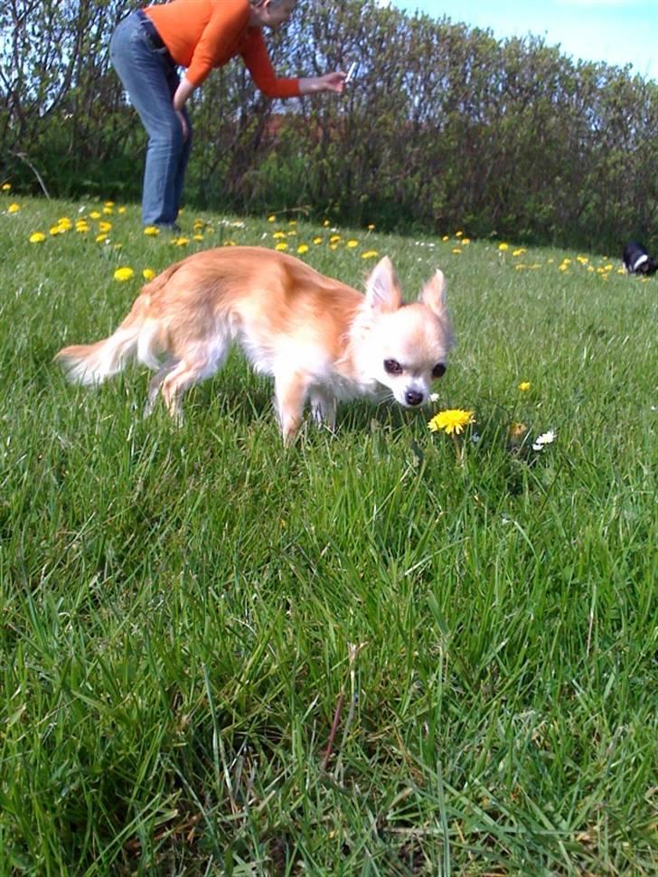 Chihuahua Shayla billede 2