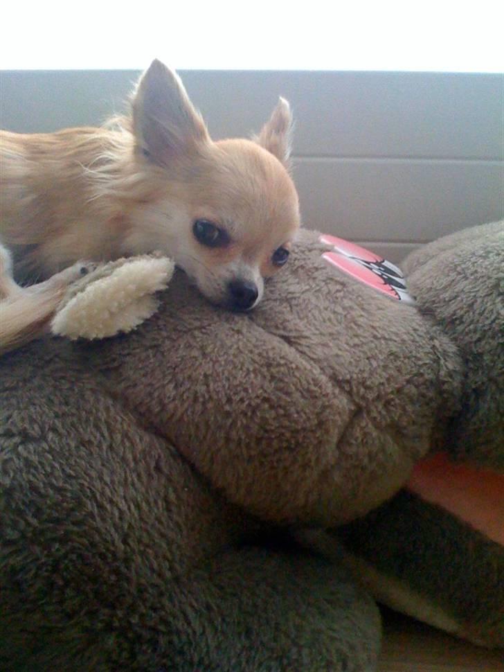 Chihuahua Shayla billede 3