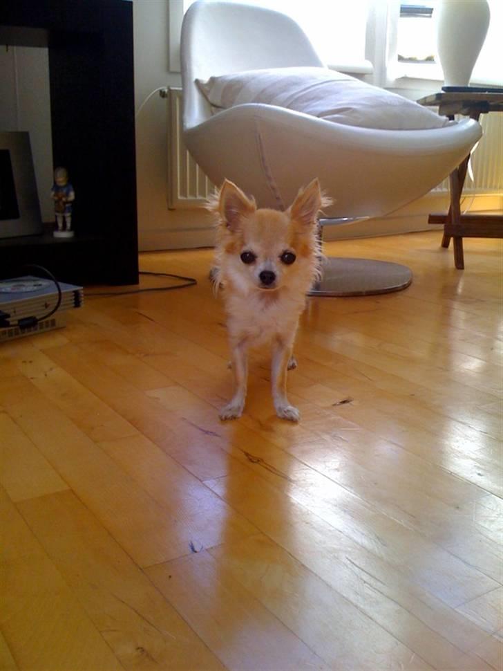 Chihuahua Shayla billede 4