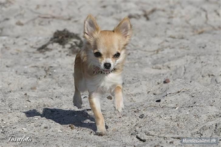 Chihuahua Shayla billede 5