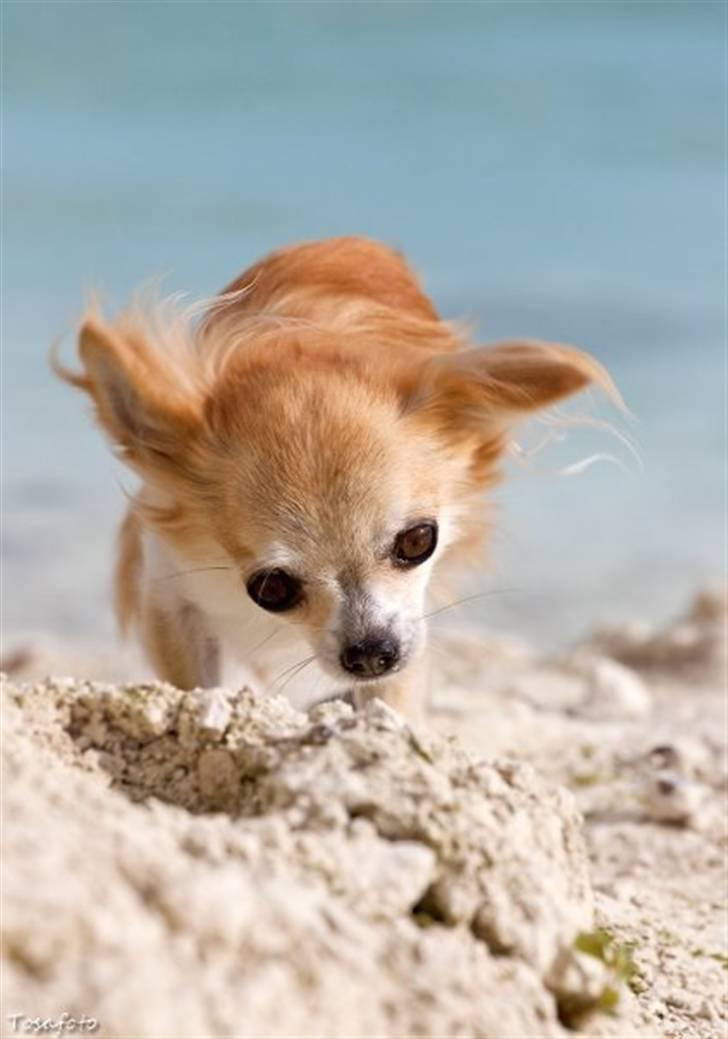 Chihuahua Shayla billede 6