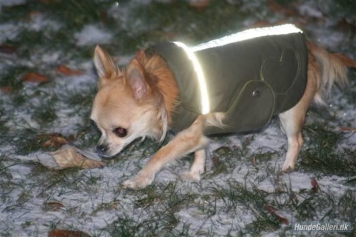 Chihuahua Shayla billede 7