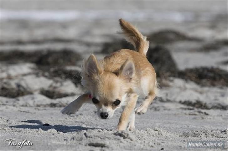 Chihuahua Shayla billede 8