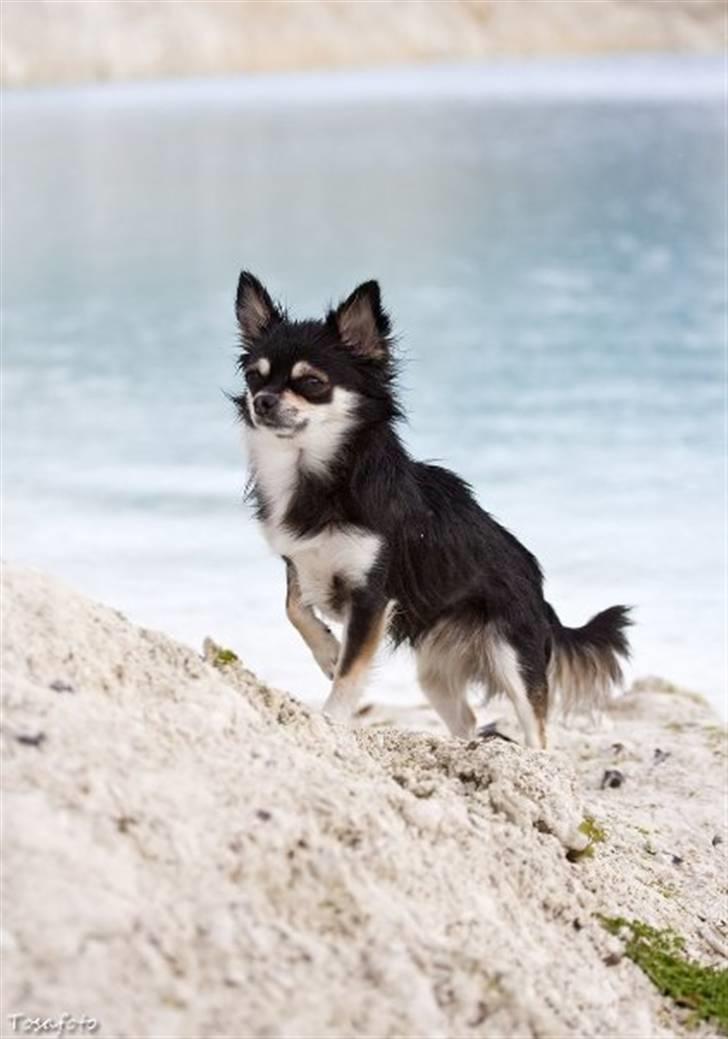 Chihuahua Mocca billede 2