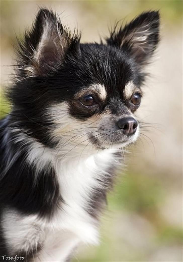 Chihuahua Mocca billede 3