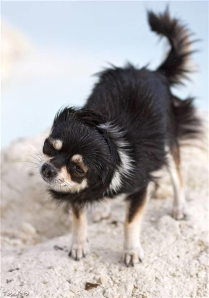 Chihuahua Mocca billede 4