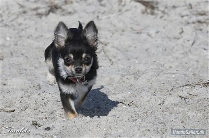 Chihuahua Mocca billede 5