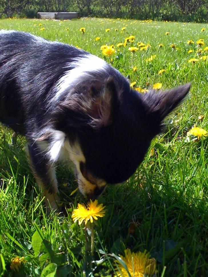 Chihuahua Mocca billede 7