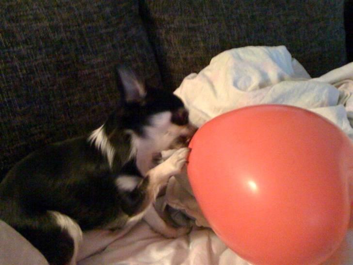 Chihuahua Mocca billede 8