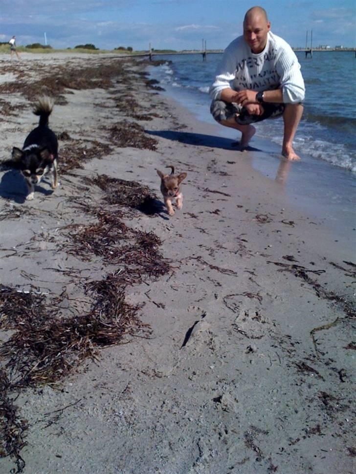 Chihuahua Mocca billede 9