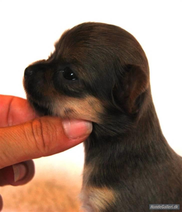 Chihuahua Tikus Le velour bleu billede 2