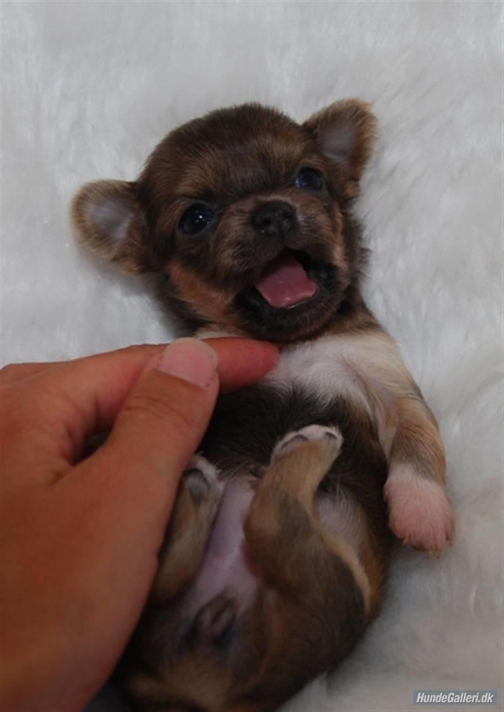 Chihuahua Tikus Le velour bleu billede 1