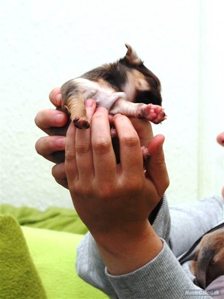 Chihuahua Tikus Le velour bleu - hvorsom helst når som helst. 3 uger billede 3