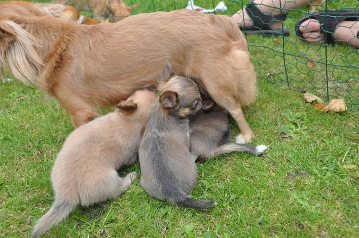 Chihuahua Tikus Le velour bleu - mælkemaskinen lige om hjørnet,  7 uger billede 4