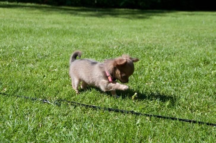 Chihuahua Tikus Le velour bleu billede 5