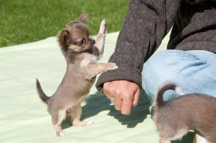 Chihuahua Tikus Le velour bleu billede 6