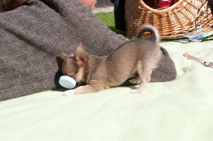 Chihuahua Tikus Le velour bleu billede 7
