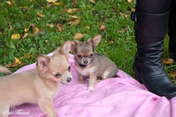 Chihuahua Tikus Le velour bleu - Boogie med brormand. 12uger billede 9