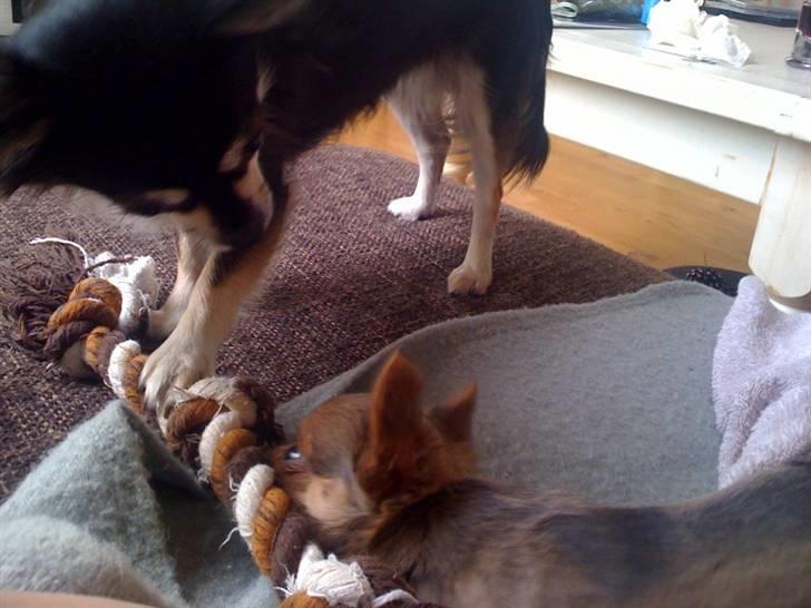 Chihuahua Tikus Le velour bleu - Nok er man charmerende, men det er stadig storesøsters legetøj billede 8