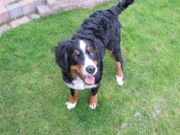 Berner sennenhund Mille billede 1
