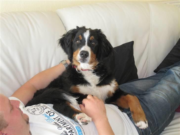 Berner sennenhund Mille billede 2