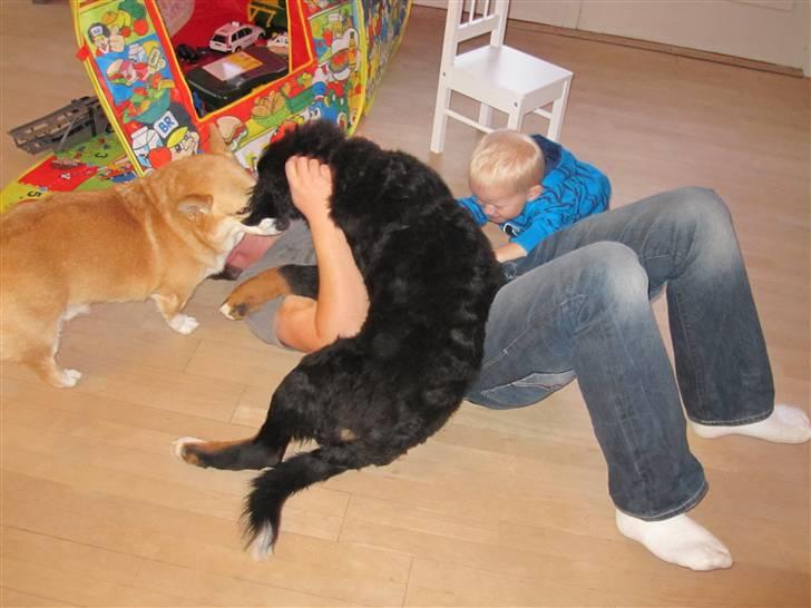 Berner sennenhund Mille billede 3