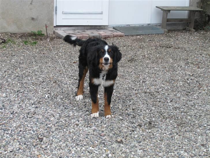 Berner sennenhund Mille billede 4