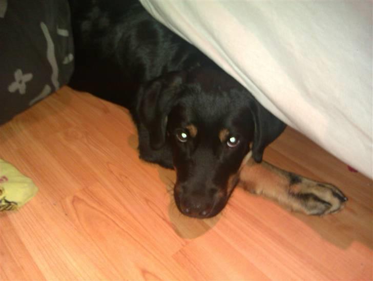 Rottweiler Kenzo billede 8