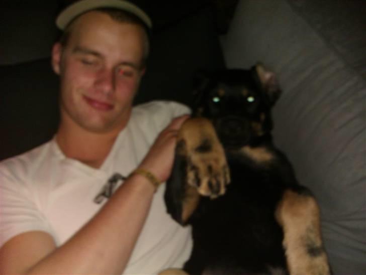 Rottweiler Kenzo billede 9