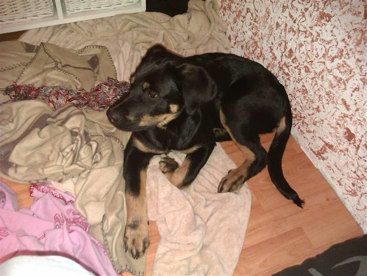 Rottweiler Kenzo billede 10