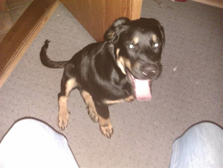 Rottweiler Kenzo billede 11