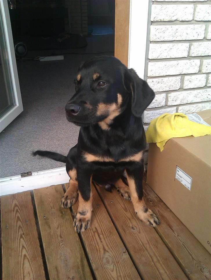 Rottweiler Kenzo billede 12