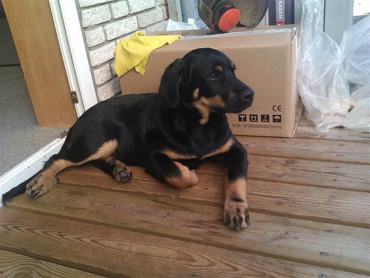 Rottweiler Kenzo billede 13