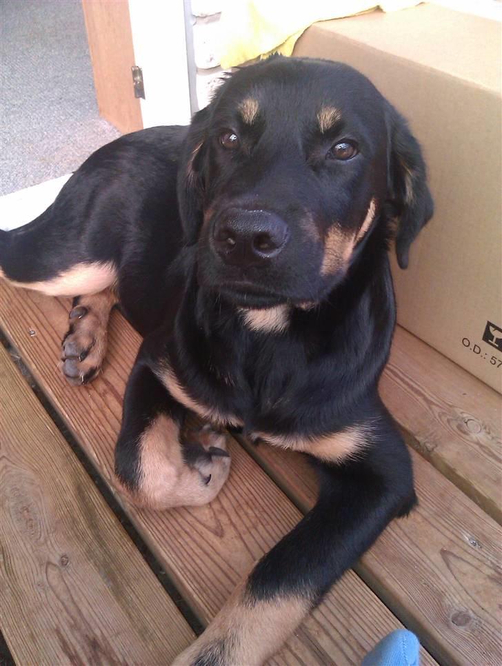 Rottweiler Kenzo billede 14