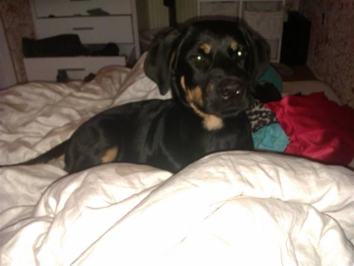 Rottweiler Kenzo billede 15