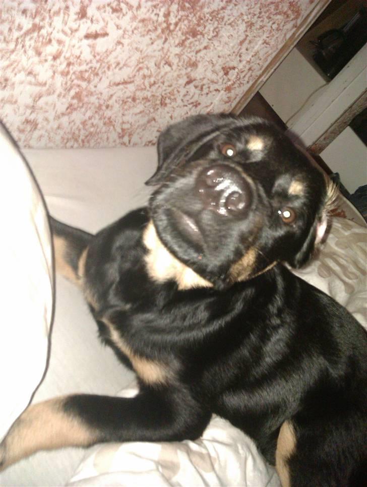 Rottweiler Kenzo billede 16