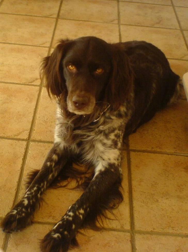 Kleiner münsterländer Pablo - hvil i fred<3. - R.i.P - hvil i fred søde!<3. billede 20