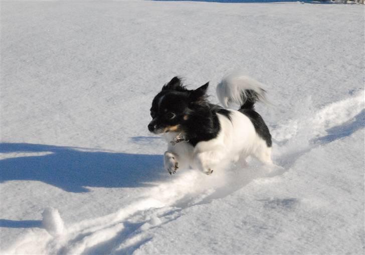 Chihuahua Harley - Harley i sneen, marts 2011 billede 4