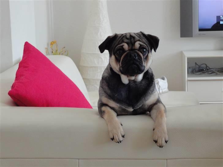 Blanding af racer baloo billede 1