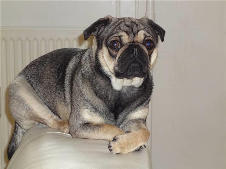 Blanding af racer baloo billede 2