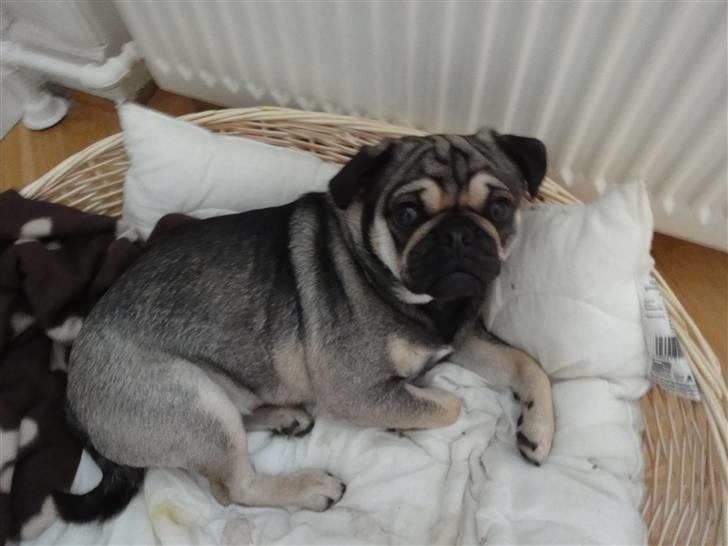 Blanding af racer baloo billede 3