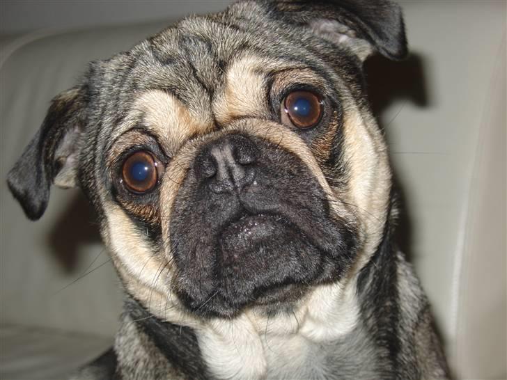 Blanding af racer baloo billede 4